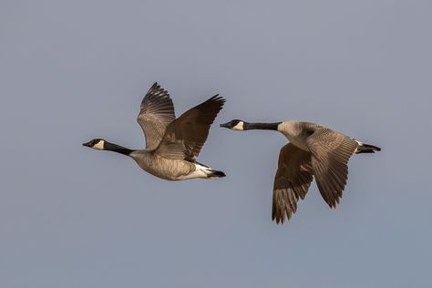 Canada Geese (Branta canadensis) | Canada Geese, hearing tha… | Flickr Canadian Geese Flying, Canada Geese Flying, Geese Aesthetic, Goose Aesthetic, Geese Flying, Canadian Geese, Canada Geese, Canadian Goose, Bird Pictures