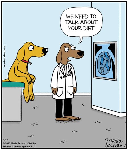 For May 12, 2020 Dog Cartoons, Dog Comics, Funny Today, Daily Cartoon, Dog Jokes, Dog Humor, Funny Cartoons Jokes, Therapy Dog, Puppy Chewing