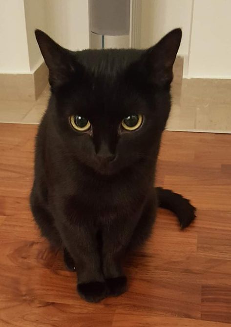 Black Cat Breeds, Family Black, Bad Luck, Home Good, Black Cats, Cat Breeds, Good Luck, Black Cat, Black