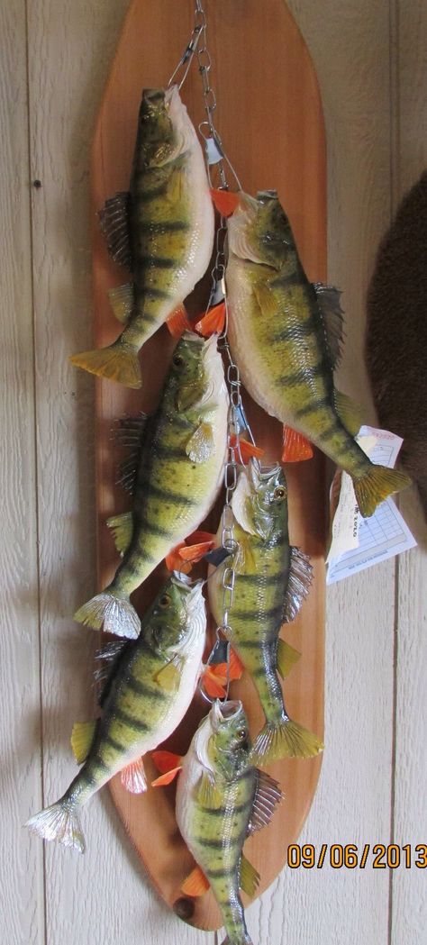 Perch stringer mount on backboard Fish Taxidermy Ideas, Fish Finder Mount Ideas, Walleye Mounts, Mounted Fish Decor, Fish Taxidermy, Fish Mounts Taxidermy, Widgeon Duck Mount, Pack Mount Taxidermy, Deer Mount Ideas