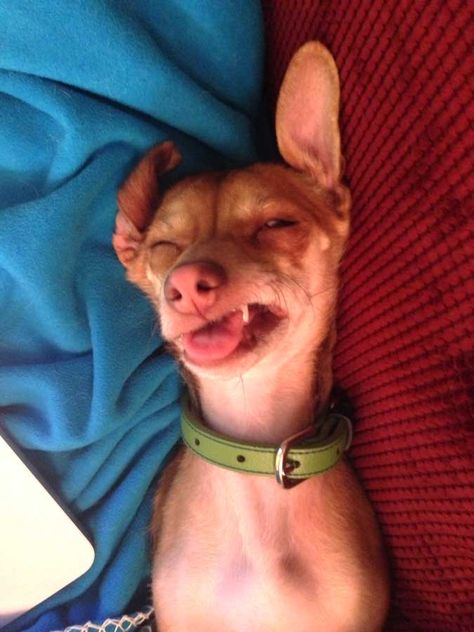 Haha! Sleepy dog! Sleepy Dog, Sleepy Dogs Funny, Sleep Meme Funny Faces, Sleepy Meme Humor, Go To Sleep Meme, Can't Sleep Meme Funny, Sleepy Dogs, Sleep Funny, Sleeping Dogs