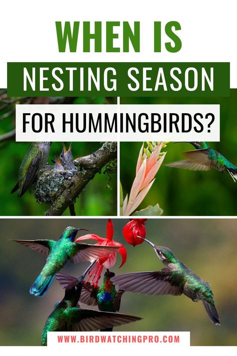 When Is Nesting Season for Hummingbirds? Red Hot Poker Plant, Attracting Hummingbirds, Hummingbird And Flower, Hummingbird Plants, Attract Hummingbirds, Cardinal Flower, Fuchsia Flowers, Garden Fun, Hummingbird Flowers