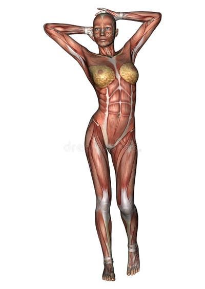 Female Anatomy Stock Illustrations – 31,172 Female Anatomy Stock Illustrations, Vectors & Clipart - Dreamstime Human Muscle Anatomy, Muscle Anatomy, Anatomy Study, Human Male, Female Anatomy, Anatomy Drawing, Vector Clipart, Human Anatomy, Royalty Free Images