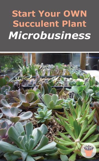 Plant Selling Business, Selling Succulents At Markets, Succulent Business Ideas, How To Sell Plants, Small Plant Business Ideas, Starting A Plant Business, Plant Selling Ideas, Small Plant Business, Plant Business Ideas