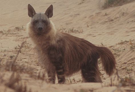 The brown hyena (Hyaena brunnea), also known as strandwolf, is an extant species of hyena found in Botswana, Namibia, southern and western Zimbabwe, South Africa, and southern Mozambique. It is the rarest species of hyena.



The largest remaining brown hyena population can be found in coastal areas in Southwest Africa and the southern Kalahari Desert.



The total population of brown hyena has been estimated by IUCN at a number between 4,000 – 10,000 and is listed as near threatened in the ... Wildlife Aesthetic, Savanna Biome, Bumblebee Bat, Brown Hyena, Bat Eared Fox, Animals Mythical, Striped Hyena, Frozen Tundra, Kalahari Desert