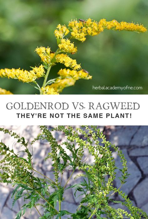 Goldenrod vs. Ragweed Identification - They're Not the Same Plant Tincture Recipes, Crunchy Stuff, Elderflower Recipes, Herbal Academy, Plants Diy, Allergic Rhinitis, Hay Fever, Golden Rod, Herbal Apothecary