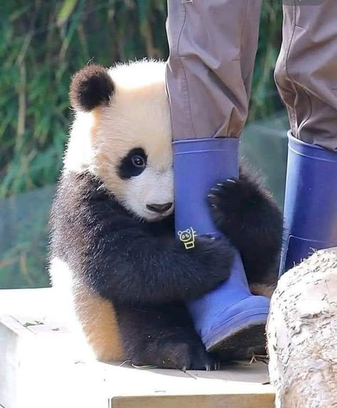 Funny Panda Pictures, Baby Pandas, Animal Hugs, Baby Panda Bears, Panda Eyes, Cute Small Animals, Panda Funny, Little Animals