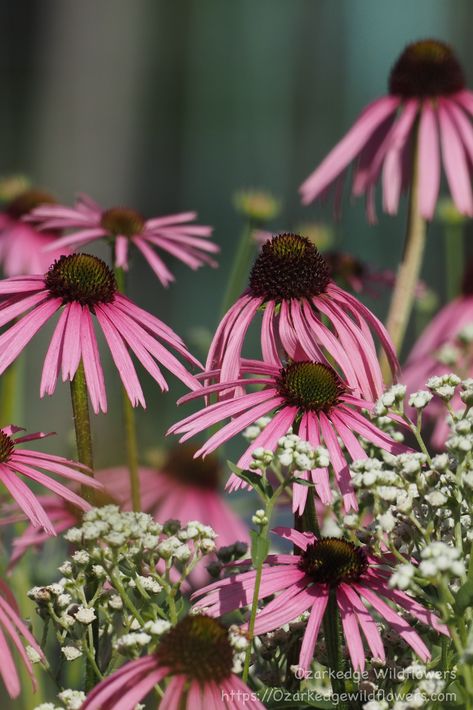 Coneflower Bouquet, Arkansas Wildflowers, Wild Quinine, Boho Flower Arrangements, Prairie Coneflower, Missouri Ozarks, Wedding August, Spring Wildflowers, Wildflower Bouquet