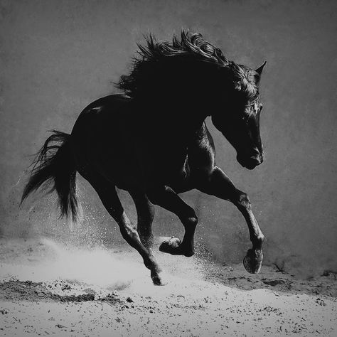 Horse Black And White, Wrap Wall Art, Horse Black, Room Decor Aesthetic, Horse Aesthetic, Majestic Horse, Black And White Art, Black Horse, Decor Aesthetic