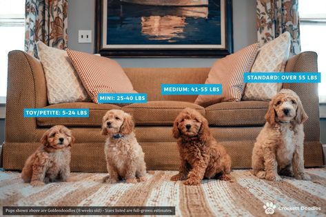 Yorkie Poo Puppies, Irish Doodle, Crockett Doodles, Maltipoo Puppies For Sale, Cavapoo Puppies For Sale, Bernedoodle Puppy, Cockapoo Puppies, Maltipoo Puppy, Cavapoo Puppies