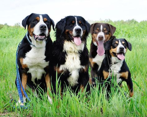 In the photo are Switzerland’s four ancient mountain breeds. From left to right, can you name them? We can help. The Greater Swiss Mountain Dog is the largest, the Entlebucher is the shortest, the Bernese Mountain Dog has the longest hair, and the Appenzeller Sennenhunde has a tail that curls. Needless to say, there are differences … Appenzeller Dog, Popular Pictures, Mountain Dog Breeds, Entlebucher Mountain Dog, Greater Swiss Mountain Dog, Swiss Mountain Dogs, Farm Dogs, Purebred Dogs, Irish Setter