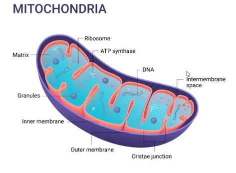 Human Cell Diagram, Oxidative Phosphorylation, Cell Diagram, Cell Parts, Cell Organelles, Chemical Energy, Cellular Respiration, School Book Covers, Nurse Study Notes