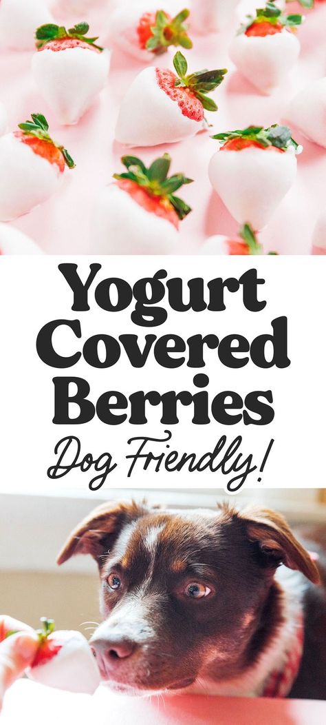 Dipped Dog Treats, Yogurt Covered Strawberries, Healthy Frozen Yogurt, Dipped Strawberries, Easy Treat, Yogurt Dip, Strawberry Yogurt, Strawberry Dip, Yogurt Recipes