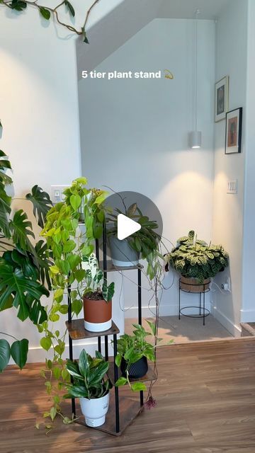 Mariah Harman | Houseplant Tips on Instagram: "Plant stands are my favorite thing to decorate 💫💚 I love seeing which plants compliment each other 🪴 

Comment “STAND” & I’ll send you the 🔗 to this $30 plant stand 🪴 (it comes in different shelf options to best fit your collection!)" Houseplant Tips, Plant Stands, Stand By Me, Plant Stand, House Plants, My Favorite, Shelves, Things To Come, I Love