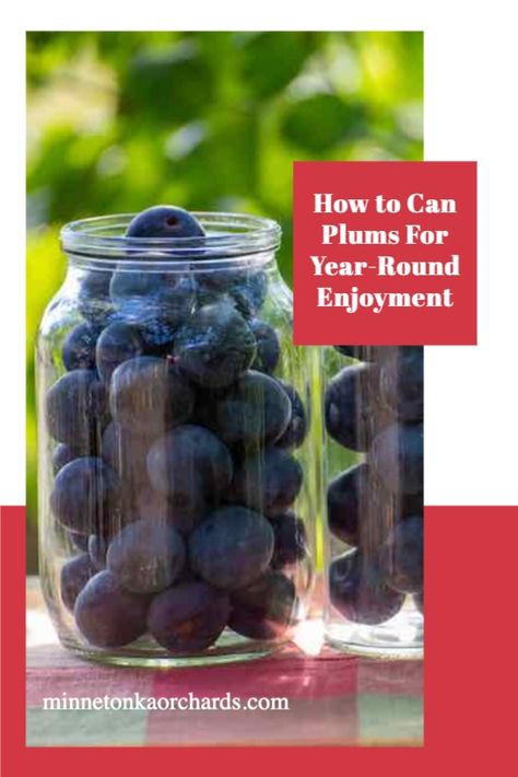 Plums are delicious, but sadly we can't go and pick them off the tree every day. Canning plums is a great way to be able to enjoy plums year round. Here is everything you need to can your own plums. Canning Italian Plums, How To Can Plums, Canning Plums Whole, Canned Plums Recipes, Bottled Plums, Canning Plums Recipes, Plum Recipes Canning, What To Do With Plums, Plum Recipes Healthy