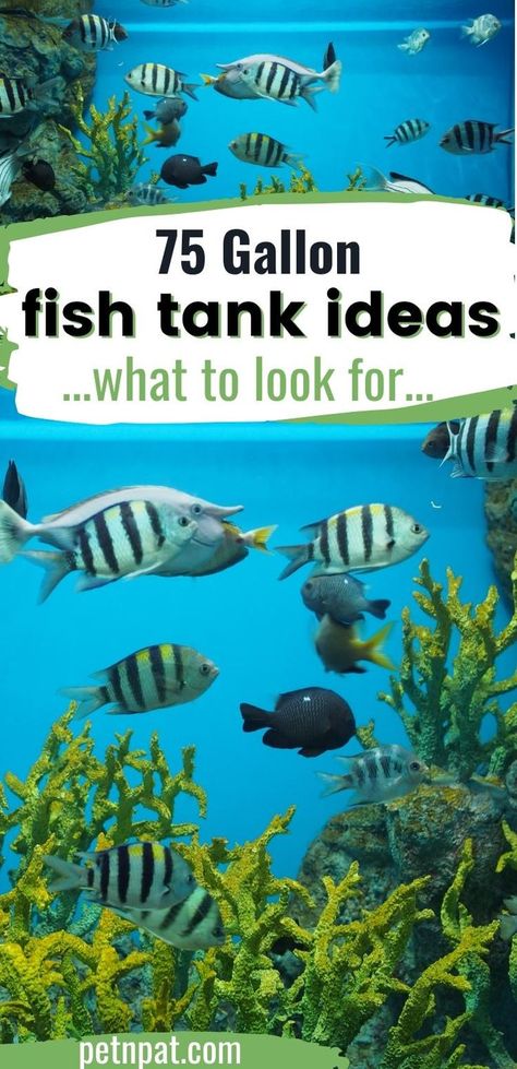 A 75 gallon fish tank aquarium Tank Aquariums, 75 Gallon Aquarium, Fish Tank Themes, Nitrogen Cycle, Saltwater Aquarium Fish, Cool Fish Tanks, Fresh Water Fish Tank, Aquarium Ideas, Fish Breeding