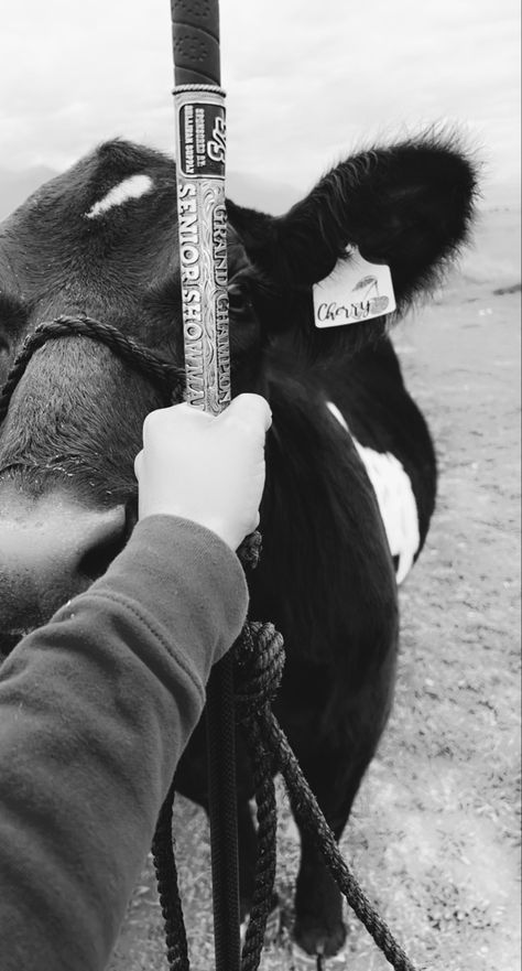 Cattle Photography Livestock, Showing Beef Cattle, Show Cattle Aesthetic, Show Cattle Photography, Cattle Aesthetic, Cow Showing, Cattle Photography, Cattle Showing, Farm Senior Pictures