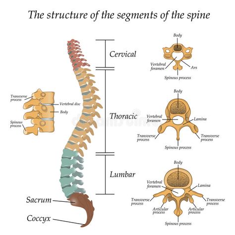 Diagram of a human spine with the name and description of all sections and segme , #spon, #spine, #description, #Diagram, #human, #sections #ad Thoracic Vertebrae, Spinal Column, Spinal Decompression, Human Spine, Spine Pain, Spinal Nerve, Spine Surgery, Human Skeleton, Sciatic Nerve Pain