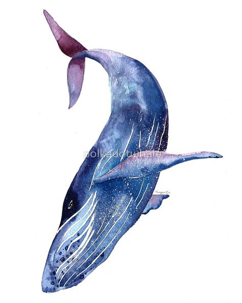 Common Bottlenose Dolphin, Big Blue Whale, Cartoon Dolphin, Whale Canvas, Baleen Whales, Dolphin Painting, Whale Drawing, Whale Illustration, Whale Painting