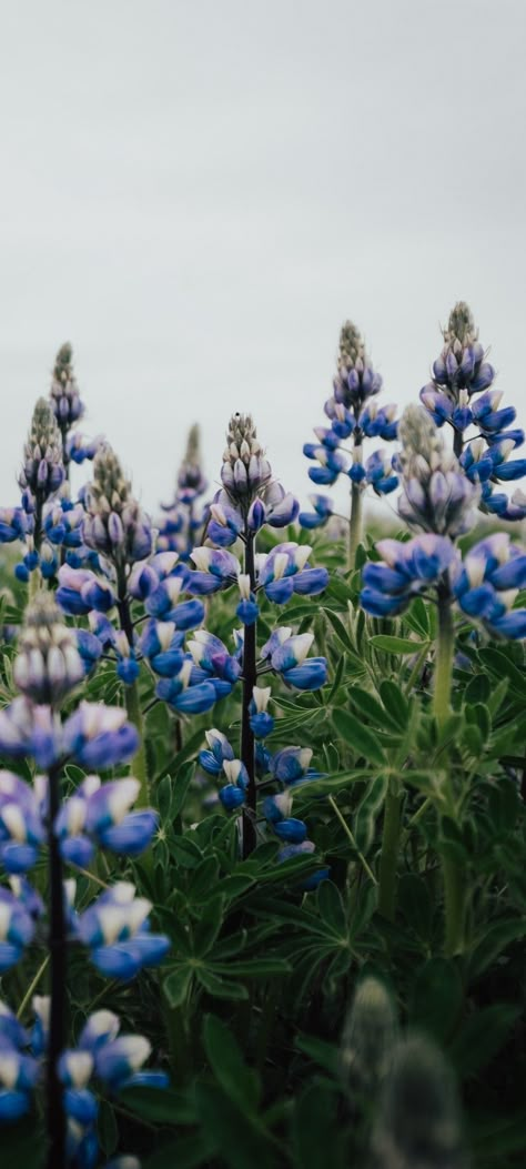 Blue Lupine Flowers, Texas Phone Wallpaper, Blue Bonnet Wallpaper, Bluebonnet Wallpaper Iphone, Bluebonnets Aesthetic, Blue Spring Wallpaper Iphone, Bluebonnet Background, Bluebonnet Wallpaper, Texas Wallpaper Iphone