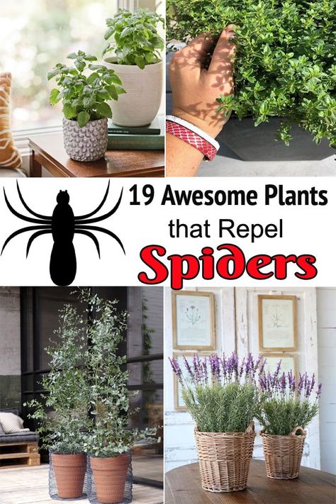 Plants That Repel Mice, Repellent Plants, Plants That Repel Spiders, How To Grow Dill, Spiders Repellent, Grow Lemongrass, Growing Thyme, Growing Geraniums, Growing Marigolds