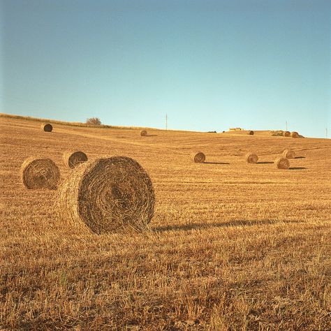 these are the bails that make your favorite rabbit's hay!  www.rabbitholehay.com Hay Aesthetic, Bailing Hay, Bail Of Hay, Kids Grocery Store, Agriculture Photography, Fields Of Gold, Home On The Range, Detailed Drawings, Fantasy Places