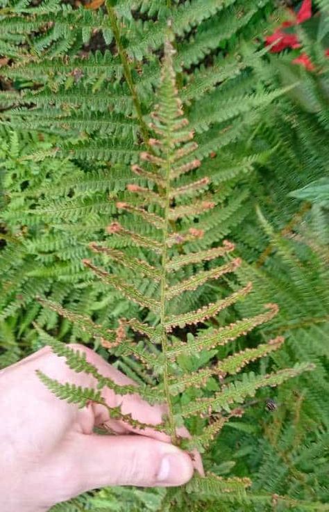 Fern Turning Brown? (6 Solutions That Actually Work) – Gardener Report Tree Fern In Pot, Water Ferns, Air Fern, Fern Care, Indoor Ferns, Ferns Care, Autumn Fern, Wood Fern, Tree Fern