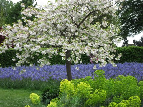 Camassias take centre stage at RHS Wisley… – The Teddington Gardener Ornamental Cherry, Flowering Cherry Tree, Spring Flowering Bulbs, Mediterranean Garden, Ornamental Trees, Traditional Garden, Spring Bulbs, Plant Combinations, Ornamental Plants