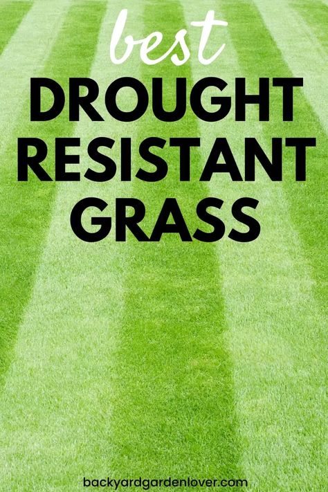 Summers can be hard on your lawn. If you're looking for the best drought resistant grass, you'll find it here. #lawn #landscape #grass #greengrass #droughtresistant #landscaping Best Grass Seed Lawn, Fescue Grass Lawn, Drought Resistant Grass, Drought Tolerant Grass, Best Grass Seed, Lawn Ideas, Fescue Grass, Lawn Landscape, Seeding Lawn