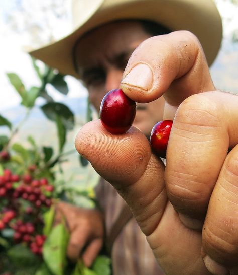 The average American has two cups of coffee a day! Imagine if it all grew on farms that protect water, workers, and wildlife—that's what we're working toward. Coffee Process, Protect Water, Cheap Coffee, Coffee World, Coffee Barista, Coffee Farm, Coffee Plant, Local Coffee Shop, How To Make Coffee