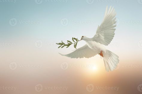 white dove or white pigeon carrying olive leaf branch on pastel background and clipping path and international day of peace ,Pray for Ukraine and No war concept Dove With Olive Branch, Dove Images, Day Of Peace, White Pigeon, International Day Of Peace, Sunset Background, White Dove, Peace Dove, White Doves