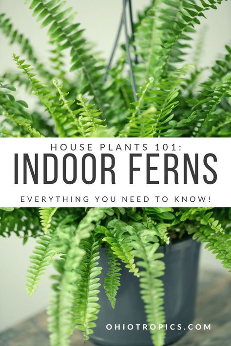 Fern Care Indoor, Plants 101, Fern Planters, Indoor Ferns, Hanging Ferns, Foxtail Fern, Ferns Care, Types Of Ferns, Autumn Fern