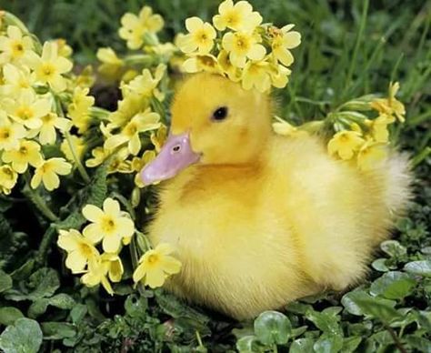 Suffolk Sheep, Flower On Head, Cutee Animals, Cute Ducklings, Beauty Of Flowers, Cute Piggies, Baby Ducks, Silly Animals, Cute Animal Pictures