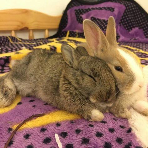 Cuddle Bunnies Bunnies Cuddling, Cute Bunny Pictures, Cat Cuddle, Bunny House, House Rabbit, Pet Bunny, Bunny Pictures, Animals Friendship