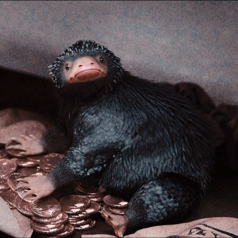 Fantastic Beasts Niffler, Harry Potter Creatures, Harry Potter Rpg, Harry Potter Pets, Beast Creature, Images Harry Potter, Harry Potter Magic, Magical Creature, Hogwarts Aesthetic