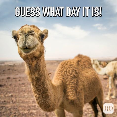 Best Hump Day Memes That Make Wednesdays Bearable | Reader's Digest Hump Day Quotes Funny, Hump Day Meme, Hump Day Quotes, Hump Day Humor, Work Cartoons, Morning Memes, Dark Jokes, Image Cat, Friend Memes