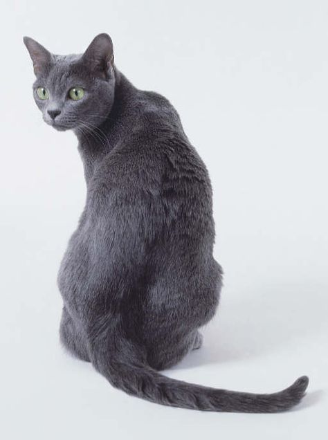 Lovely grey cat. Korat Cat, Beautiful Kittens, Korat, Russian Blue Cat, Cat Training, Puppies Funny, Russian Blue, Cat Aesthetic, Blue Cats