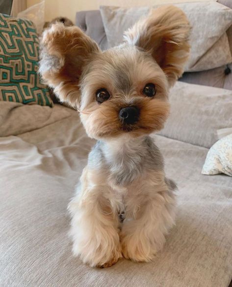 15 Pictures Only Yorkie Owners Will Think Are Funny | Page 4 of 5 | The Dogman Yorkie Poo Haircut, Yorkie Cut, Yorkie Puppy Cut, Yorkie Puppy Haircuts, Yorkie Haircut, Yorkie Cuts, Yorkie Hair, Yorkie Hairstyles, Dog Haircut