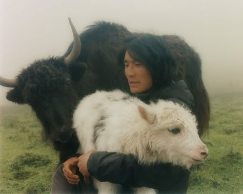 In Tibet, white is associated with milk and yogurt, givers of life, billowing clouds and snow lions. White is longevity; exemplified in White Tara, the bodhisattva of long life and in the white hair of the elderly, celebrating their power to defy the years. White is also purity, like newly fallen snow. Khatas, the scarves offered as greetings or shows of respect on auspicious occasions, are also white. Animal Portrait Photography, White Hair Painting, Tibet Aesthetic, People With Animals, Animals In Snow, Animals Reference, Snow Lion, Photography Snow, White Tara