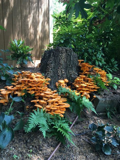 Jack O Lantern Mushroom, Forest Reference, Mystical Mushrooms, Mushroom Cluster, Mushroom Core, Background References, Garden Mushrooms, Edible Mushrooms, Midnight Garden