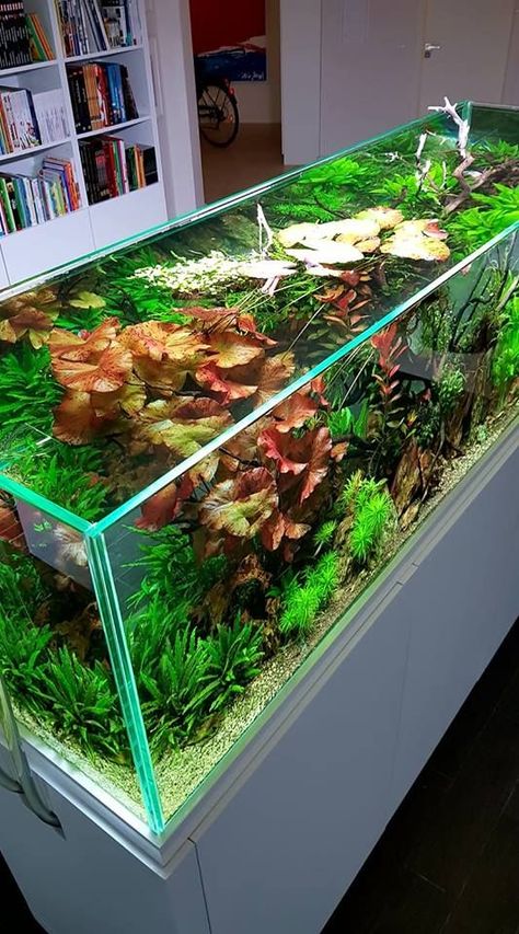 Lush aquascape Saltwater Tank Setup, Aquarium Craft, Fish Tank Themes, Freshwater Aquarium Plants, Amazing Aquariums, Aquascape Design, Fish Tank Design, Tropical Fish Aquarium, Fresh Water Fish Tank