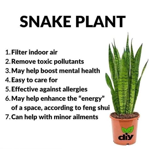 Money Spells Magic, Snake Plants, Magic Herbs, Things To Keep In Mind, Hardy Plants, A Snake, Natural Herbs, Snake Plant, Garden Crafts