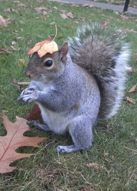 First day of fall Squirrel Memes, Squirrel Pictures, Woodland Walk, Nut House, Squirrel Funny, Cute Squirrel, A Squirrel, Little Critter, Hamsters