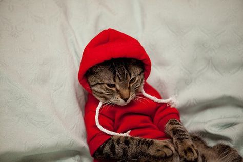 Cat wearing red hoodie Cat Proofing, Fluffy Animals, Cute Cats And Kittens, Cat Clothes, Cat Illustration, Red Hoodie, Pretty Cats, Cute Little Animals, Baby Cats