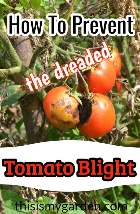 Tomatoes Plants Problems, Tomato Blight, Tomato Disease, Pruning Tomato Plants, Plant Tomatoes, Growing Tomato, Tomatoes Growing, Tomato Pruning, Potato Tower