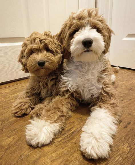 Goldendoodle Medium Size, Brown And White Goldendoodle, Mini Goldendoodle White And Brown, Labdoodle Labradoodles, Labradoodle Vs Goldendoodle, Miniture Golden Doodles, Maltipoo Dog, Mini Goldendoodle Puppies, Golden Doodles