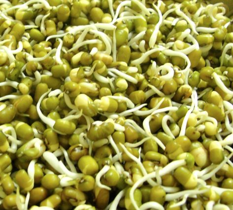 Sprouting can be fun when you get a hang of it. You can start with Mung beans. They are easier to sprout and can sprout in 24 hrs after being soaked for overnight.  Why sprouts?�... Parrot Diet, Growing Sprouts, Green Gram, Emergency Food Storage, Food For Digestion, Sprouting Seeds, Bean Stew, Mung Bean, Bean Sprouts