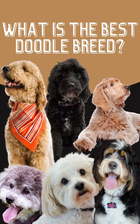 We specialize in loving doodles so we have the inside on information the best doodle breeds of 2020. Click the link to read more on these amazing breeds. 1.Goldendoodle 2.Labradoodle 3. Bernedoodle 4. Cavapoo AKA Cavadoodle 5. Maltipoo AKA Maltidoodle 6.Schnoodle Choose the doodle that is right for you and your lifestyle! Read more about our chosen doodles. Types Of Doodles Dogs, Doodle Mix Breeds, Doodle Dogs Breeds, Mini Doodle Dog, Best Doodles, Double Doodle Puppies, Best Hypoallergenic Dogs, Doodle Dog Breeds, Doodle Breeds