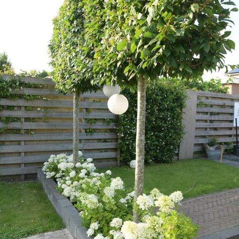 Trachelospermum Jasminoides, Borders