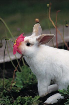 . Hamsters, White Rabbit, Sweet Animals, Animal Photo, Cute Bunny, Animals Friends, Beautiful Creatures, A Flower, Animal Kingdom